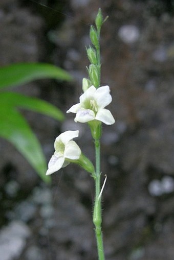 Asystasia gangetica subsp. micrantha