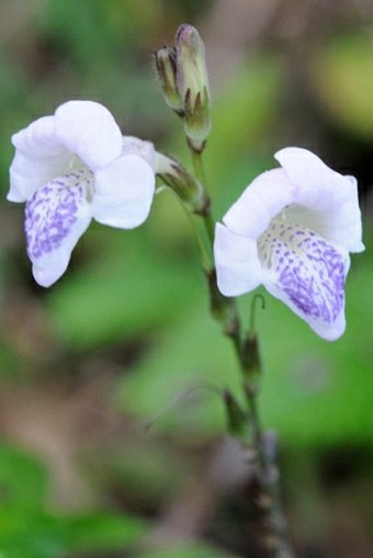 Asystasia gangetica subsp. micrantha