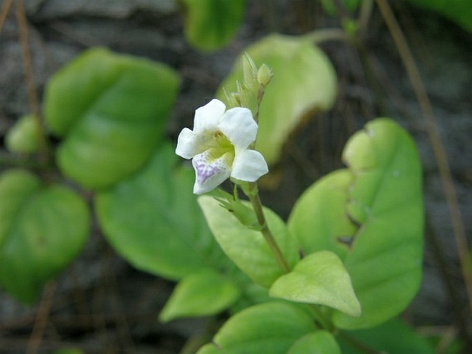 Asystasia gangetica subsp. micrantha