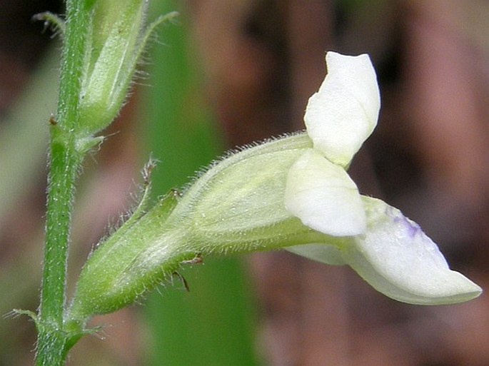 Asystasia gangetica subsp. micrantha