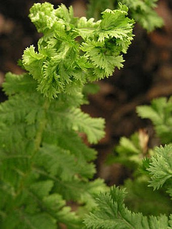 Athyrium filix-femina