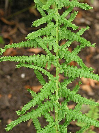 Athyrium filix-femina