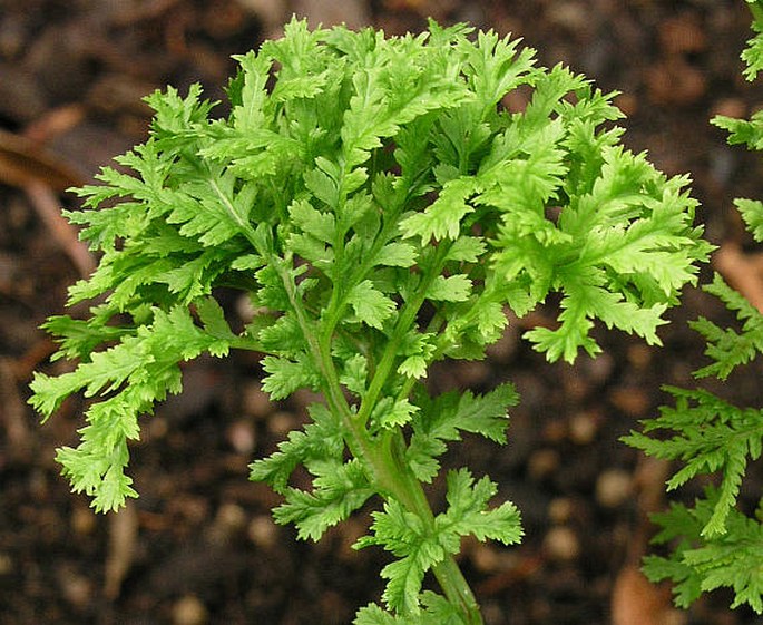 Athyrium filix-femina