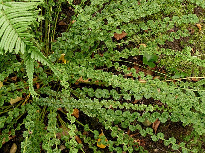 Athyrium filix-femina