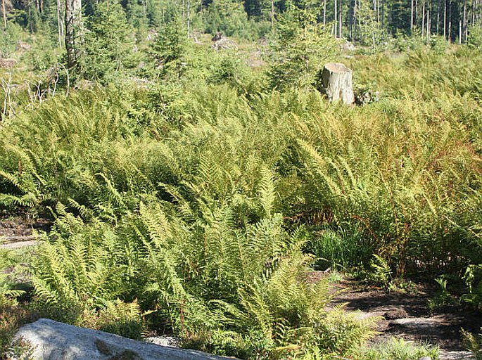 Athyrium distentifolium