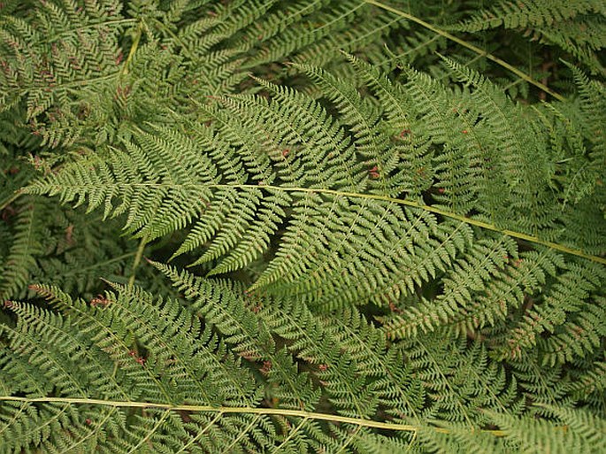 Athyrium distentifolium