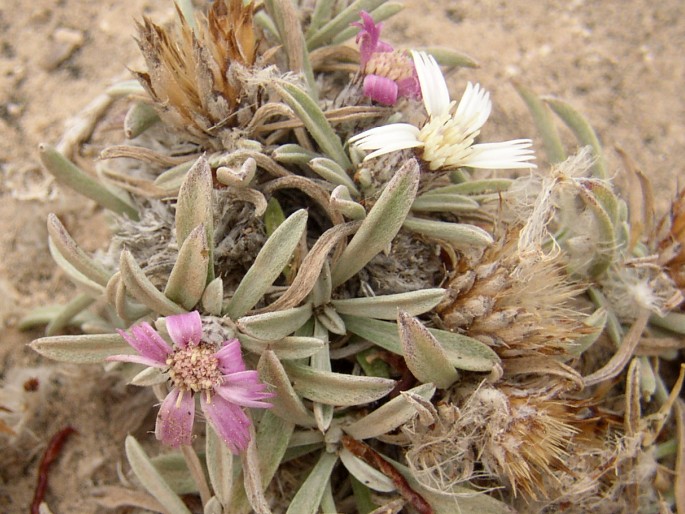 ATRACTYLIS PREAUXIANA Webb et Berthel. – bádel