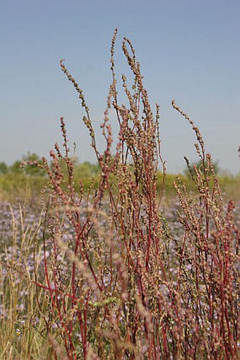 Atriplex littoralis