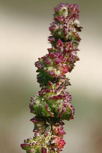 Atriplex littoralis