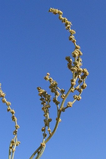 Atriplex portulacoides