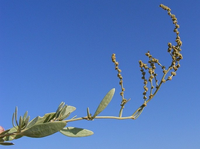 ATRIPLEX PORTULACOIDES L. – lebeda šruchovitá / loboda portulakovitá