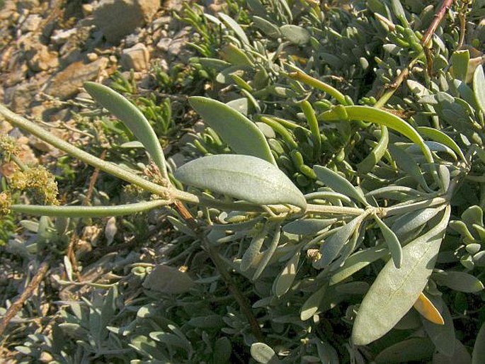 Atriplex portulacoides