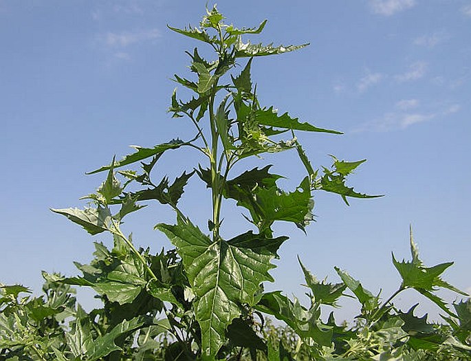 ATRIPLEX SAGITTATA Borkh. – lebeda lesklá / loboda lesklá