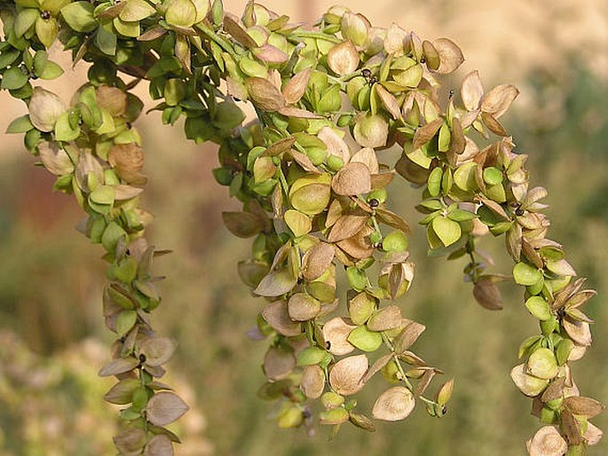 Atriplex sagittata