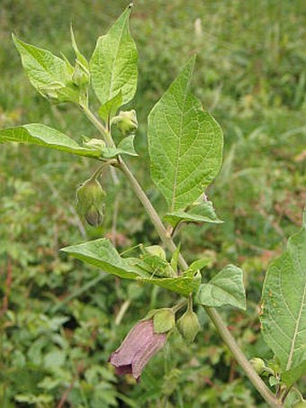 Atropa bella-donna