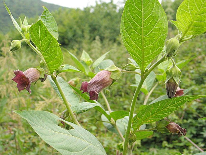 Atropa bella-donna