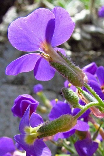 Aubrieta deltoidea