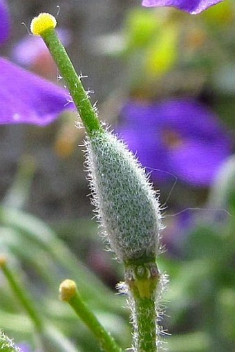 Aubrieta deltoidea