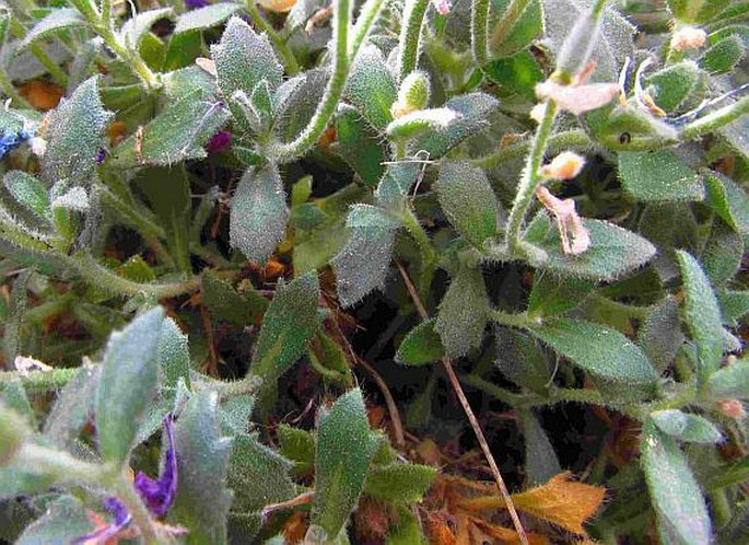 Aubrieta deltoidea