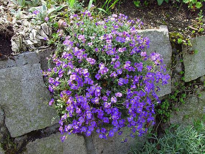 Aubrieta deltoidea