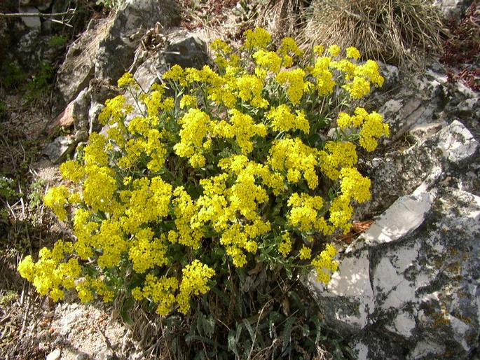 Aurinia saxatilis