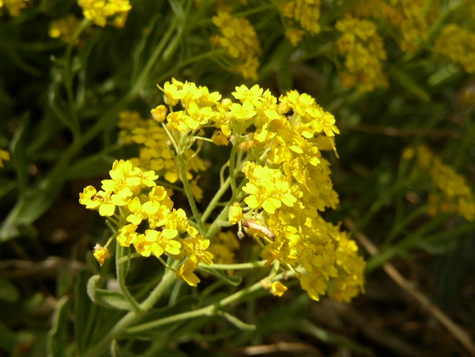 Aurinia saxatilis