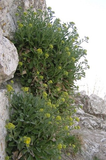 Aurinia saxatilis