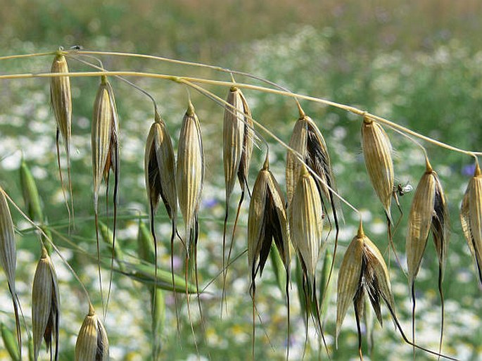 Avena fatua