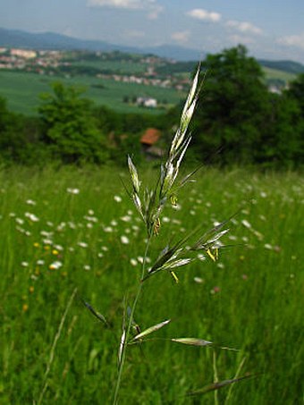 Avenula pubescens