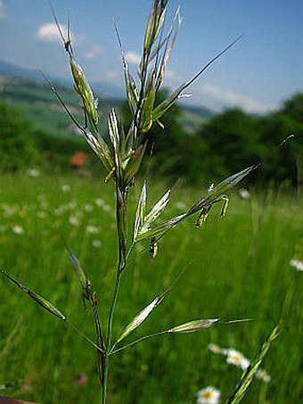 Avenula pubescens