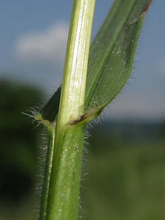 Avenula pubescens