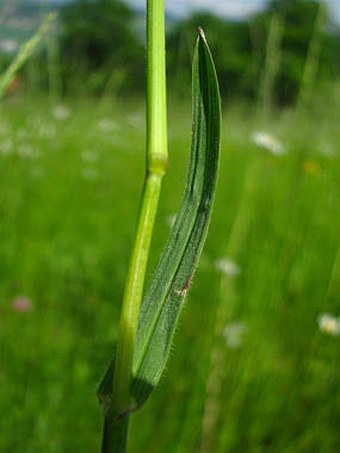 Avenula pubescens