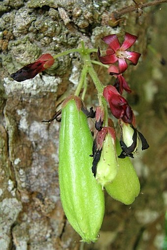 Averrhoa bilimbi