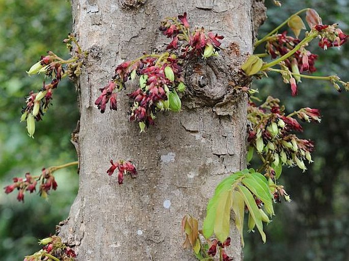 Averrhoa bilimbi