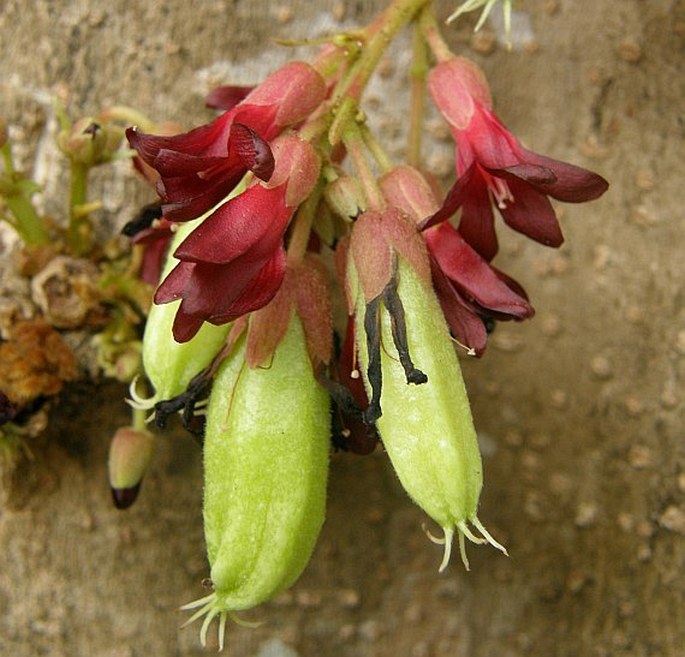 AVERRHOA BILIMBI L. – bilimbi