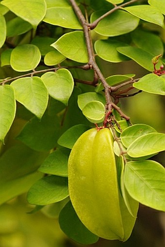 Averrhoa carambola