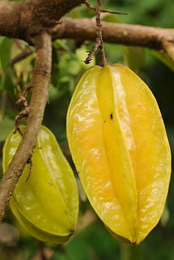 Averrhoa carambola