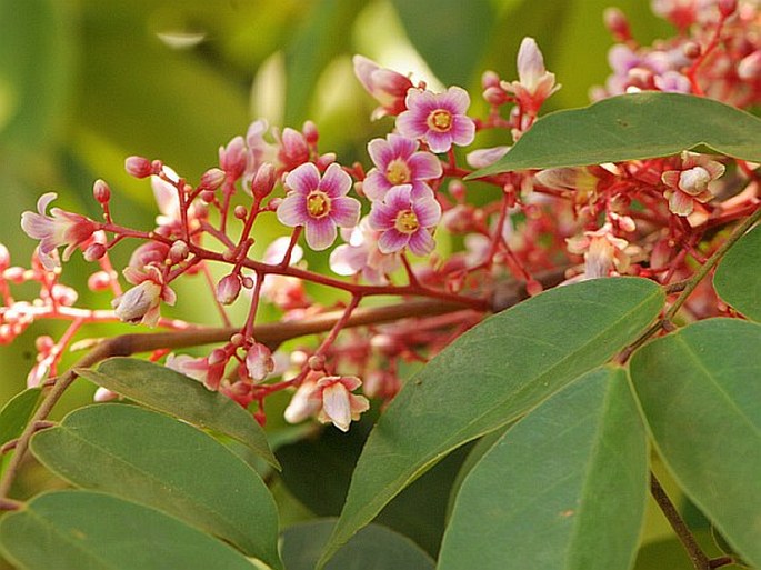 AVERRHOA CARAMBOLA L. – karambola