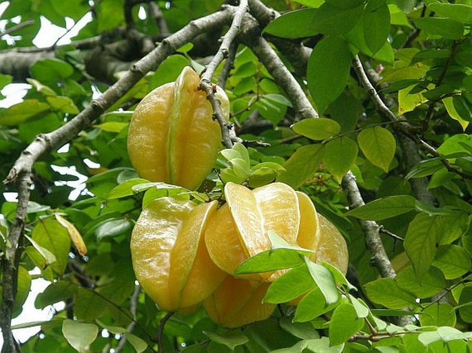 Averrhoa carambola