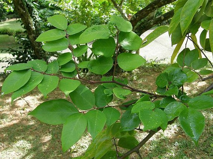 Averrhoa carambola