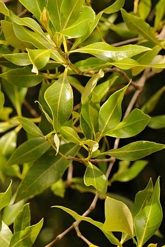 Avicennia marina