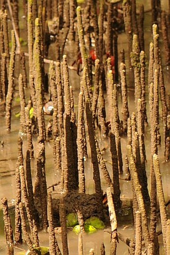 Avicennia marina