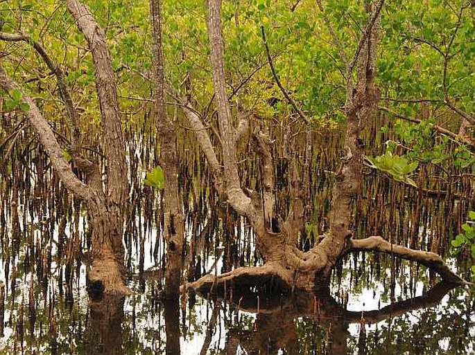 Avicennia marina