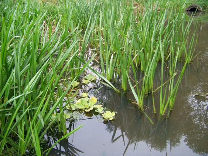 Pistia stratiotes