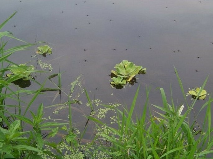 Pistia stratiotes