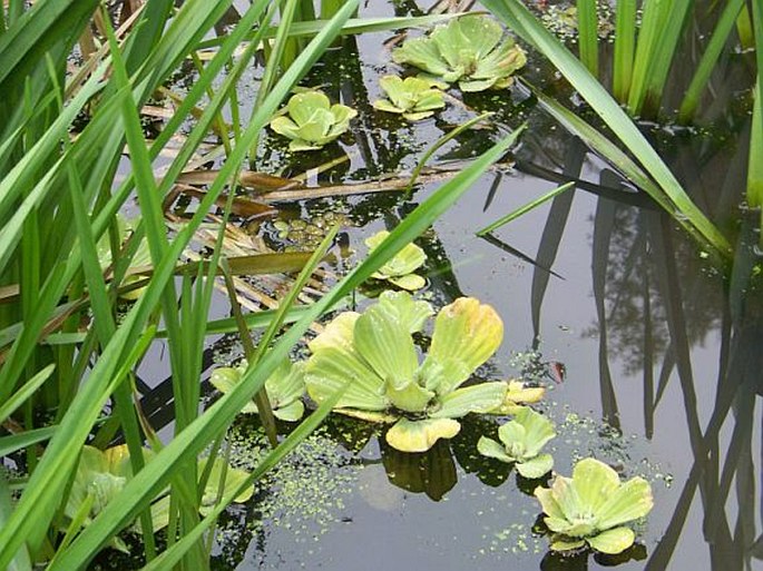 Pistia stratiotes