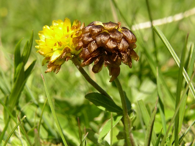 Trifolium badium