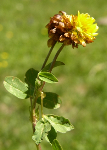 Trifolium badium