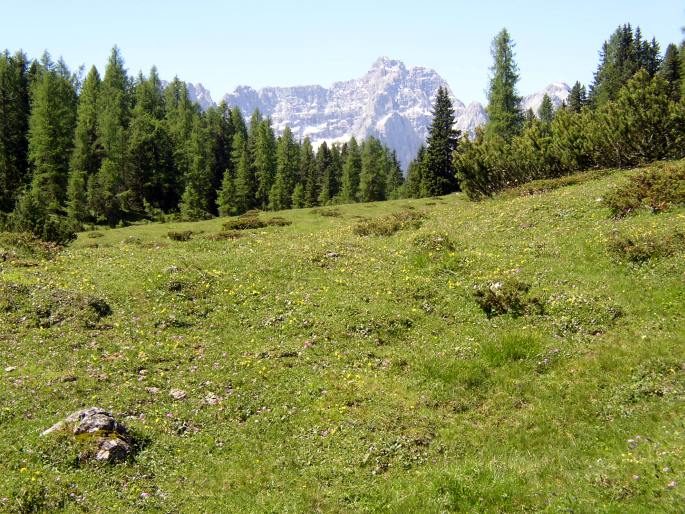 Trifolium badium