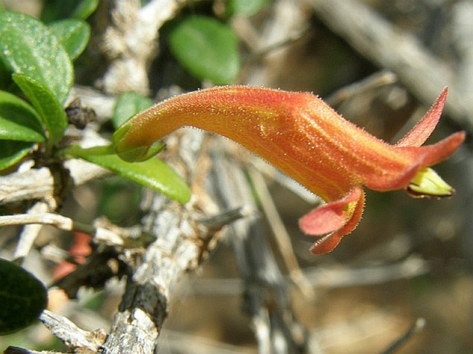 BALLOCHIA ATROVIRGATA Balf. f.